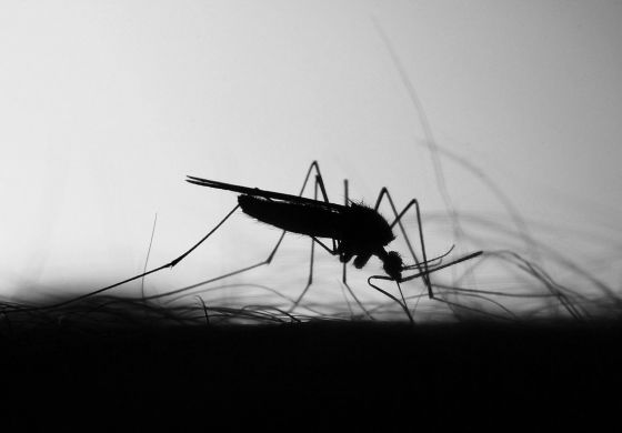 Dengue: la epidemia de la que nadie habla