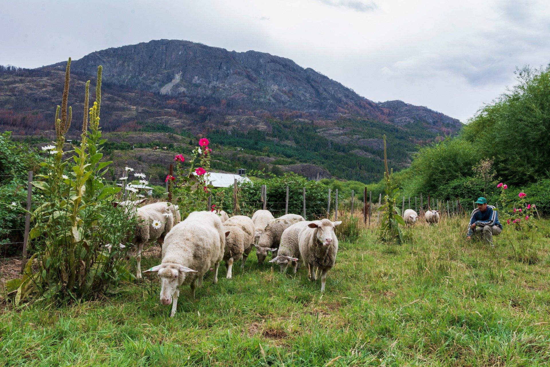 Producción ovina, una de las actividades principales de la UTT Regional Patagonia.