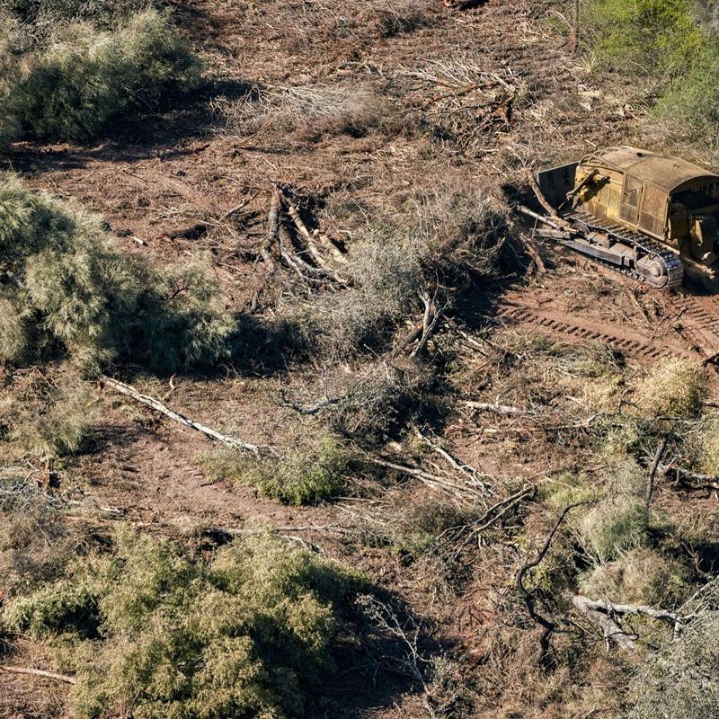 En el Impenetrable v a libre a la deforestaci n