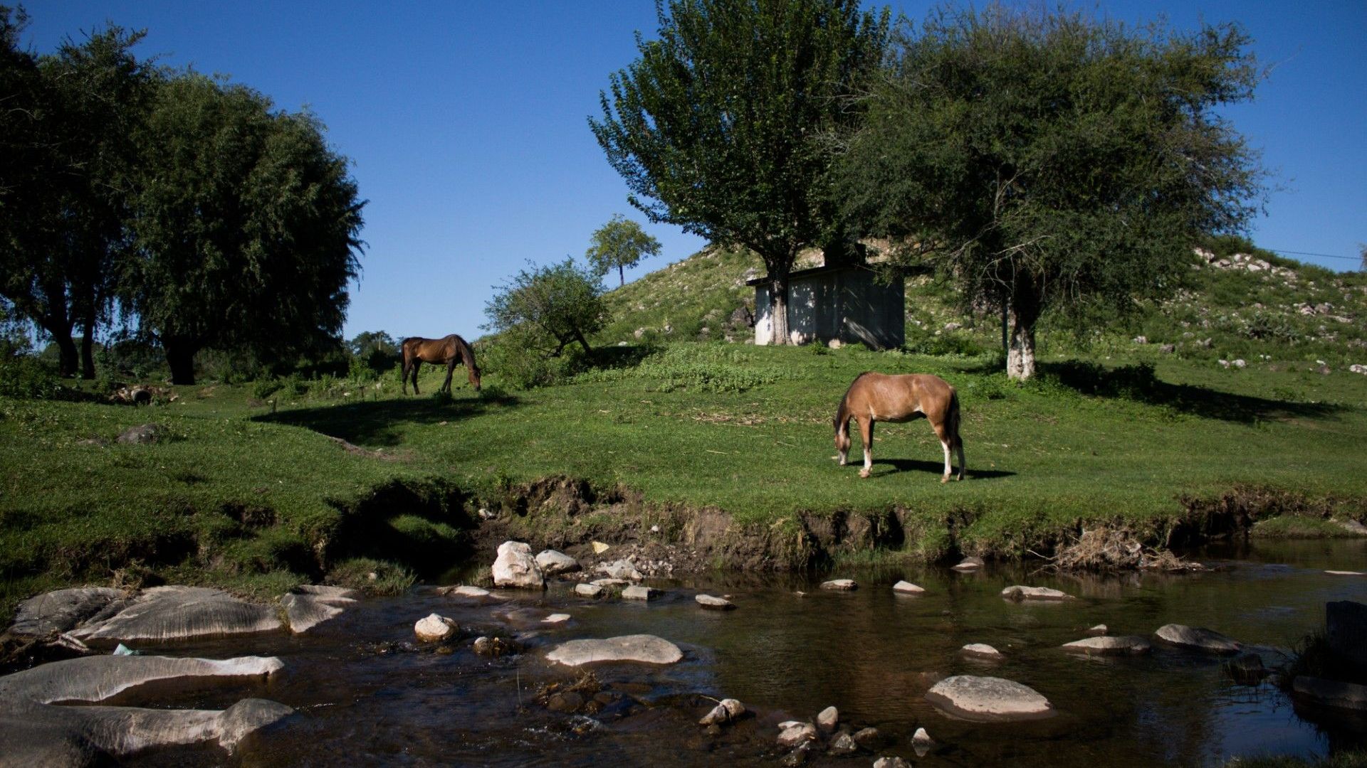 Familias campesinas denuncian a un feedlot en Catamarca