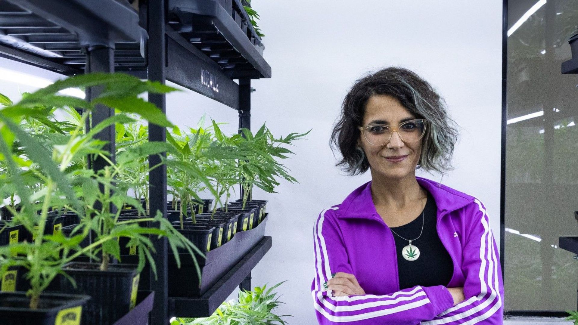 “Todos los usos de la planta de cannabis son terapéuticos”