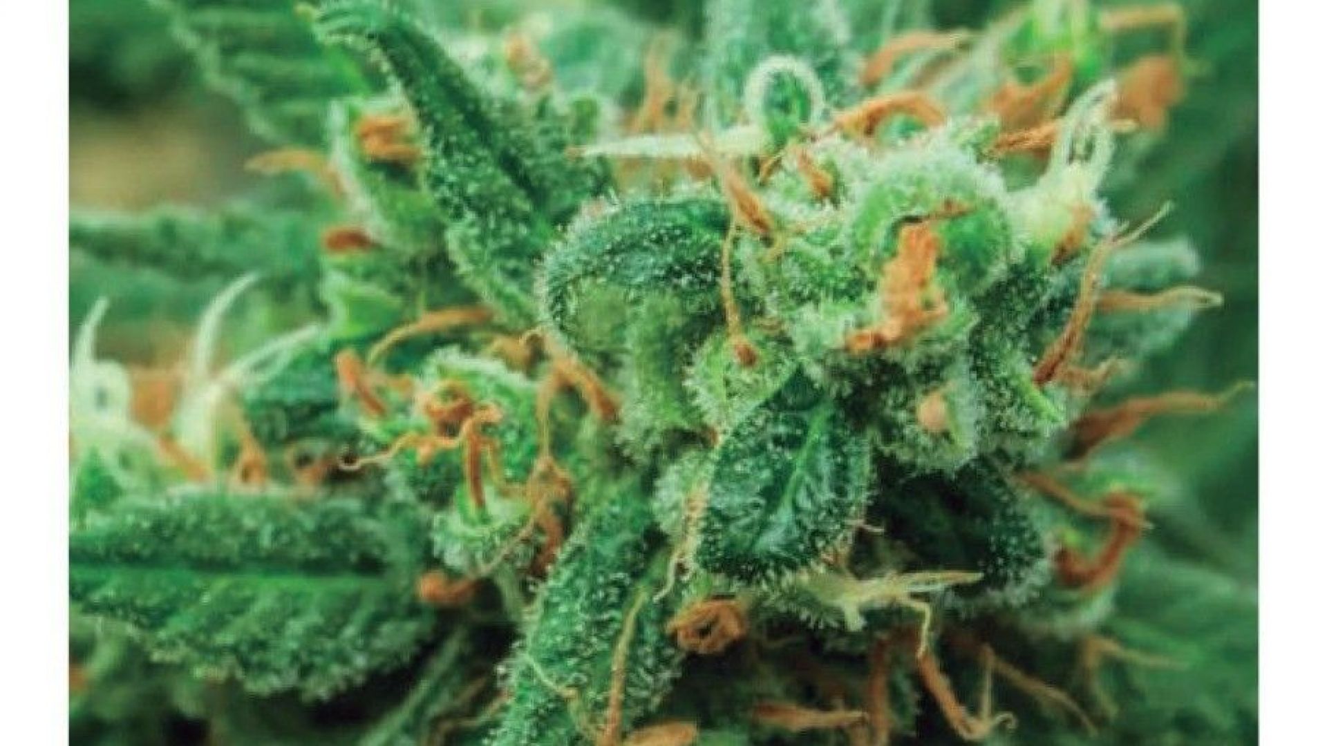 La edicin impresa de abril 2025 de Ctrica, centrada en el cannabis en la Era Milei.