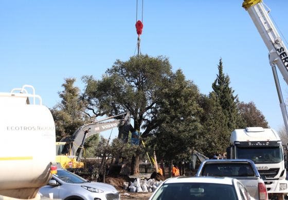 El árbol y el show
