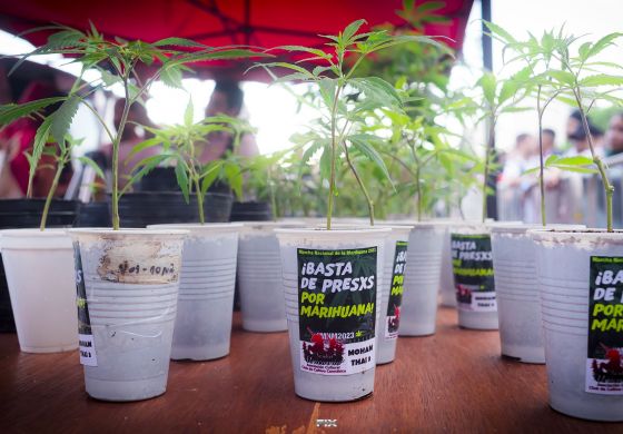 Cannabis: aceptar la realidad y regular el uso adulto 