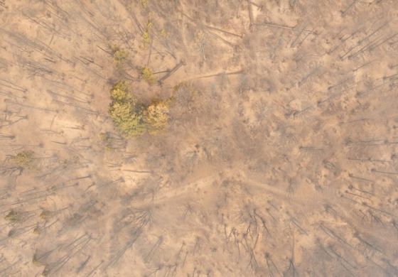 Patagonia en llamas: el fuego ya no duerme y el bosque andino entra en zona crítica