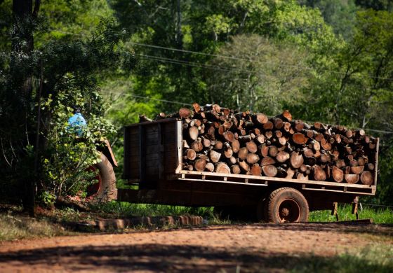 Misiones: el extractivismo avanza contra las comunidades Mbya Guaraní